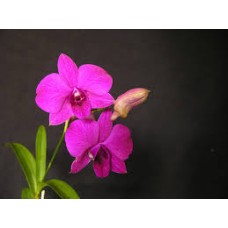 Vaso de Orquídea Denfale
